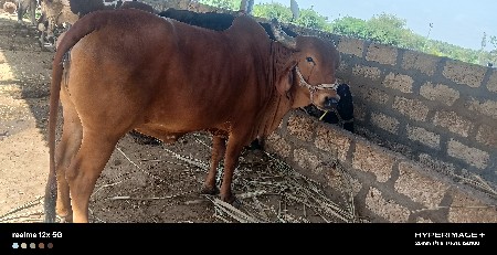 બે ગાય વેસવાની છે