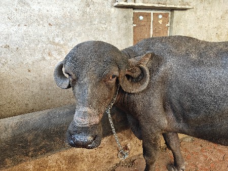 थंबनेल 2