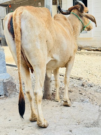 थंबनेल 6