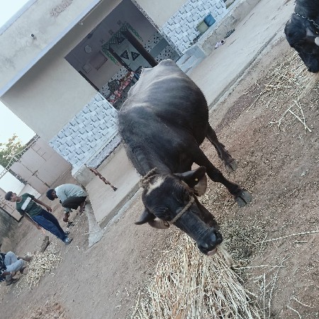 આ ખડેલી ભેસ વેચવાની છે