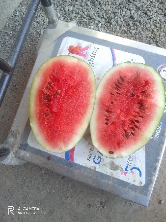 તરબૂચ ની કચરી