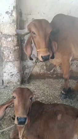 ગીર ગાય વેચવાની છે