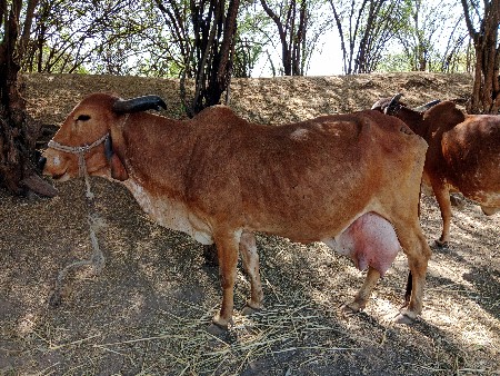 ગાય વેચવાની છે