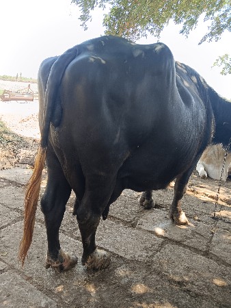 bhagri bhes vesava ni se 9 din kase