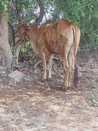 थंबनेल 3