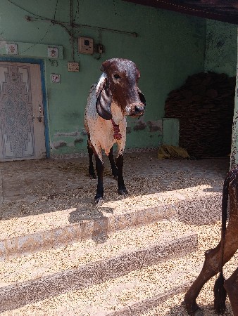 વાછડી વેચવાની છે