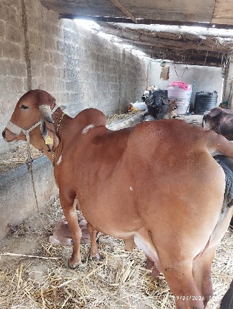 થંબનેલ 2