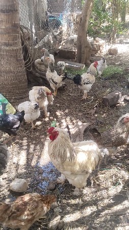 મુરઘા વેચવાના છે