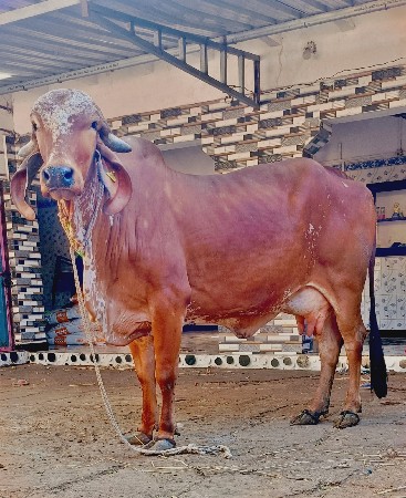 થંબનેલ 2