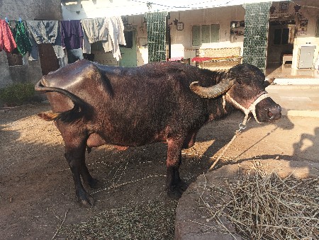 આ ભેસ વેચવાની છે