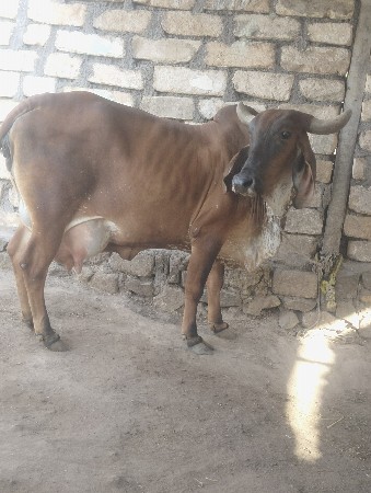 ગાય વેચવાની છે