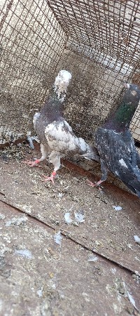 જોડી દેવાની છે