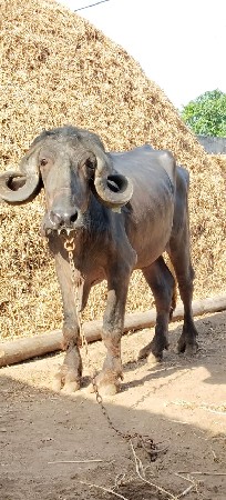 ખડેલી વેચવાની છે