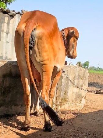 gir gay vechvani che original