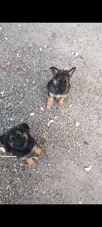 જર્મન શેફર્ડ વેચવાના છે