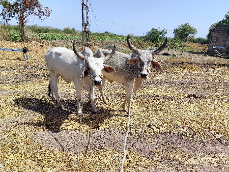 थंबनेल 3