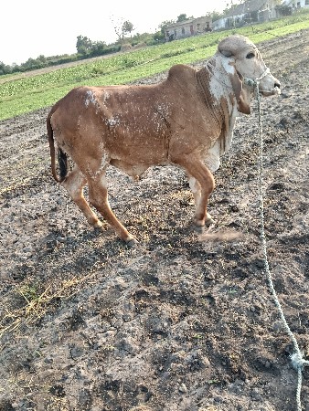 થંબનેલ 3