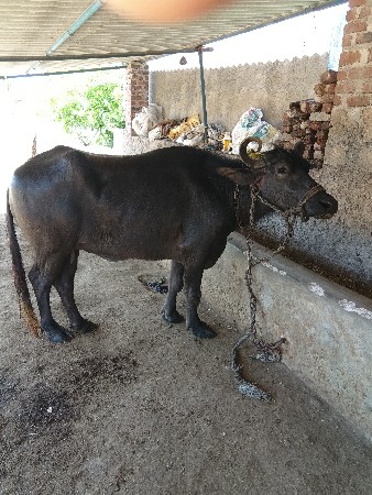 ભેંસ વેચવાની છે