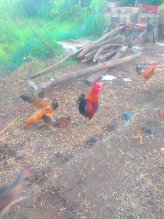 મુરઘા વેચવાના છે