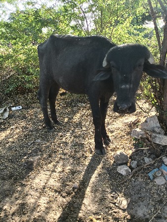 थंबनेल 2