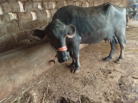 ભેંસ વેચવાની છે