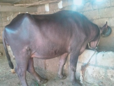 થંબનેલ 2