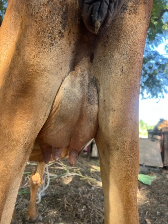 ઓડકી પેલી વેતરી વેચવાની સે