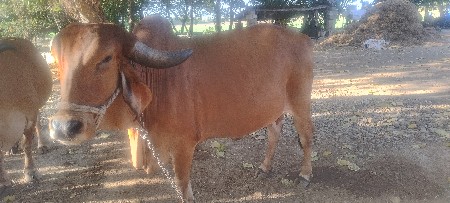 ગાય વેચવાની છે