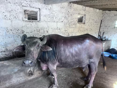 थंबनेल 2