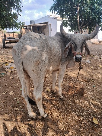 थंबनेल 2