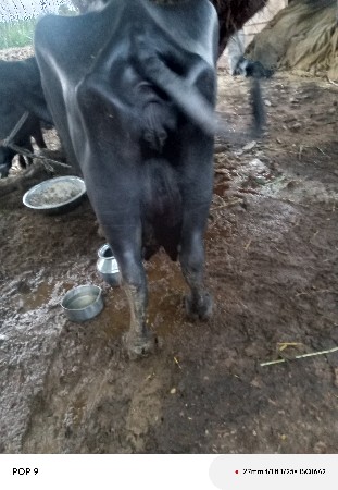 ભેંસ વેચવાની છે