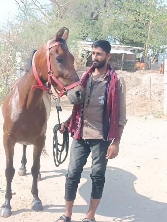 ઘોડી વેચવા ની છે.