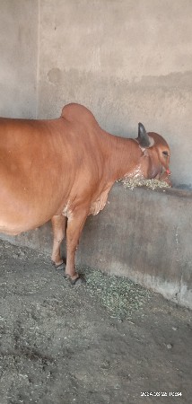 ગીર ગાય વેચવાની છે