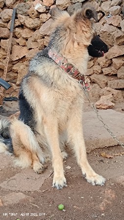 જર્મન શેફર વેચવાનું છે