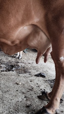 ગાય વેચવાની છે