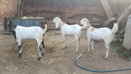 bakri vechani