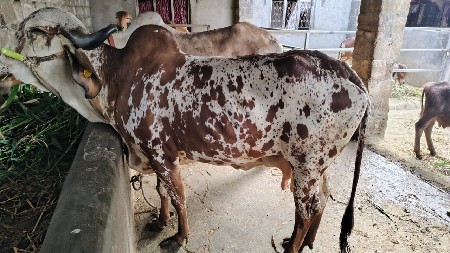 ગાય વેચવાની છે