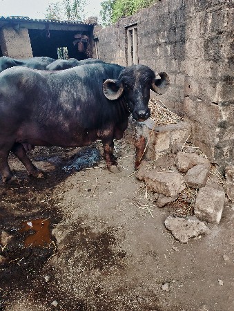 2 જુ વેતર સે