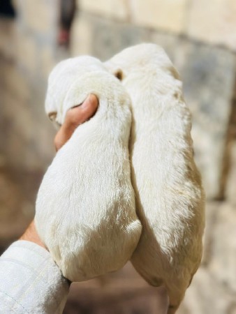 थंबनेल 3