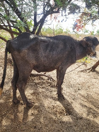 ખડેલી વેચવાની છે