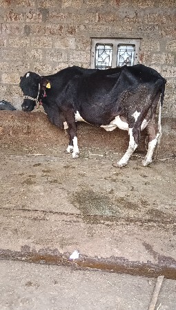 2 ઓરણિ છે