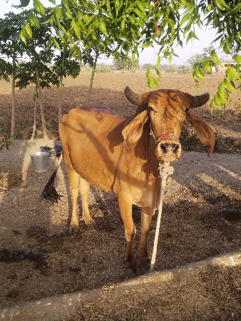 ૧=હોડકી 
૨=લીલડી વાછડિ