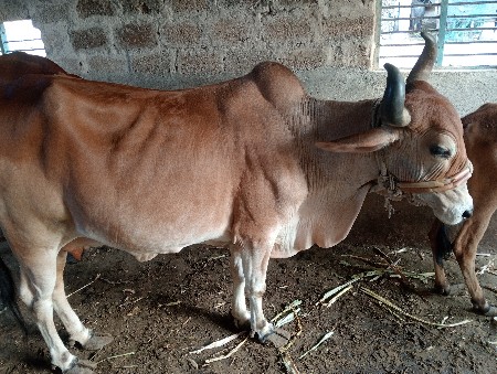 ગાય આપી દેવાની છે