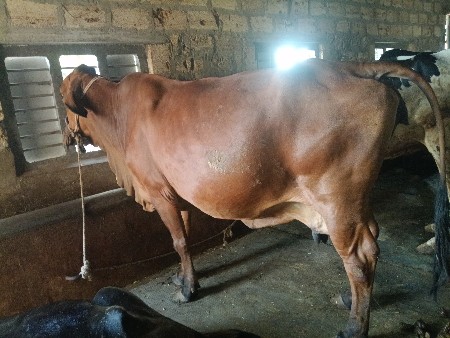 ગાય વેચવાની છે.