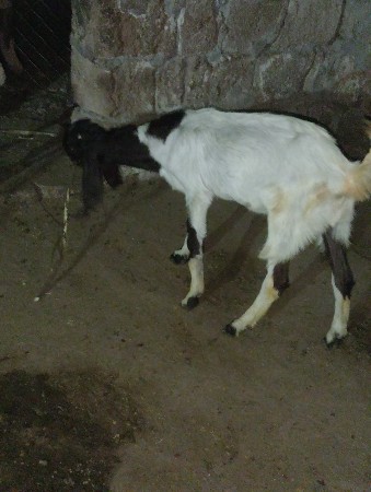 ખસી બકરો વેચવાનો છે