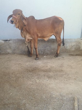 थंबनेल 3