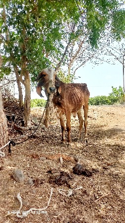 थंबनेल 2