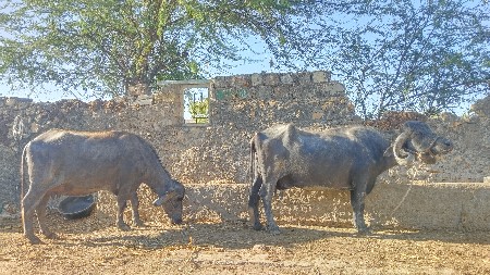 2 ભેંશ વેચવાની છે