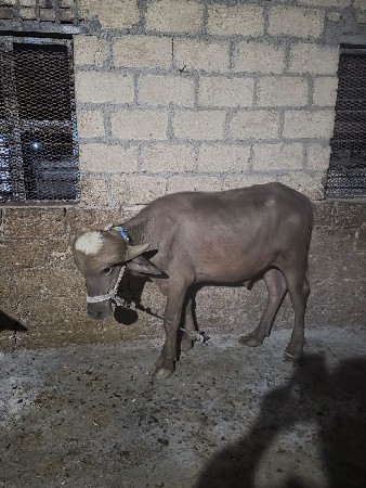 थंबनेल 3