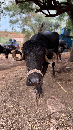 ભેંસ વેચવાની છે